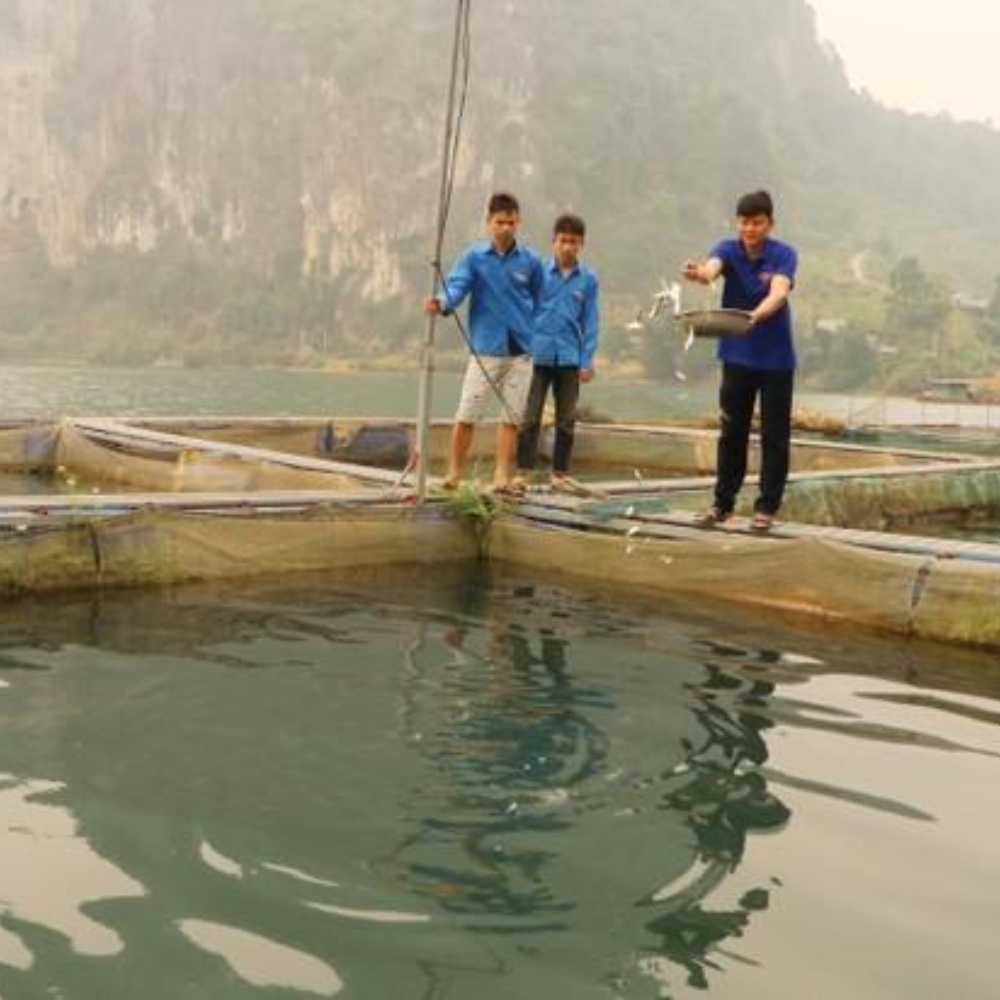 Thanh Niên Lai Châu Khởi Nghiệp, Làm Giàu Từ Trồng Trọt Chăn Nuôi